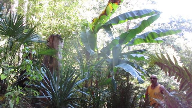 Growing King size Banana plants in the North смотреть онлайн
