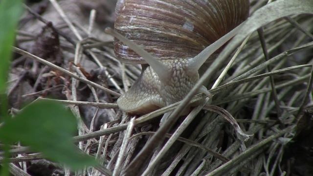 Дачная природа! Релакс!) #video #дача #природа #nature #bird #growth #flower #огород смотреть онлайн