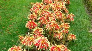 Амарант Amaranthus