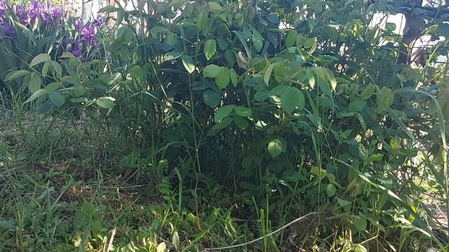 How to get rid of aphids on roses naturally - Is Vinegar a Good Bug Repellent? смотреть онлайн