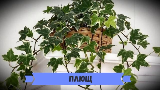 Самые популярные вьющиеся комнатные растения смотреть онлайн