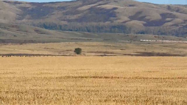 гуси на поле