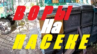 Пчелиный напад.Пчелы воровки.Скорость передачи нектара пчелами сборщиками пчелам приемщицам улья. смотреть онлайн