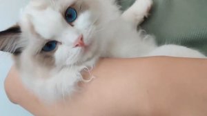 БИРМАНСКАЯ КОШКА. САМАЯ КРАСИВАЯ ПОРОДА КОШЕК.