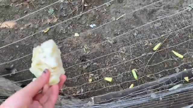 Кладовка мини зоопарк упало дерево смотреть онлайн