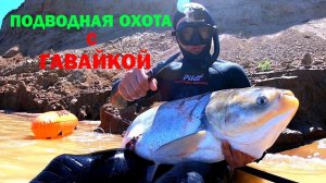Подводная охота с гавайским копьем на Волге!