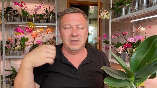 ОРХИДЕИ липкие капли и пятна КАКИЕ от ВРЕДИТЕЛЕЙ а что от ФОТОСИНТЕЗА у орхидей смотреть онлайн