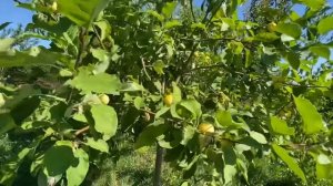 Яблоня Китайка золотая (медовка). 6 августа 2022. Самарская область