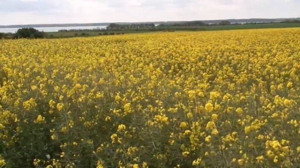 Lou Reed & Various Artists - Perfect Day (1997 version)