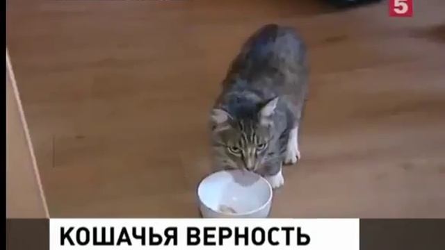Интересная ситуация Брошенный кот показал пример верности и преданности смотреть онлайн