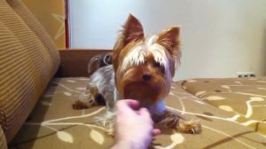 йоркширский терьер играет