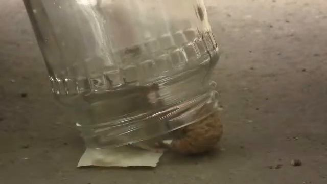 стекло мышеловка смотреть онлайн