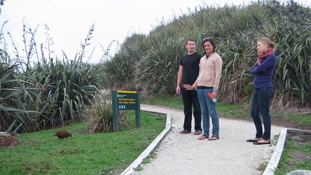 Weka At Wall Island Lookout In Tauranga Bay