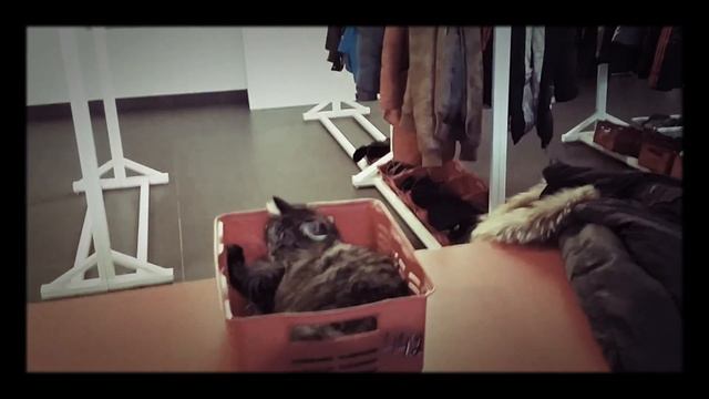 Кот отдыхает смотреть онлайн