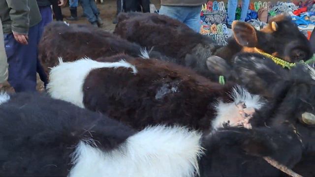 молбозори вахдат