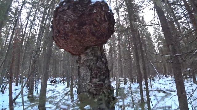Охота с мелкашкой. Выгулял ТОЗ 78 01. смотреть онлайн