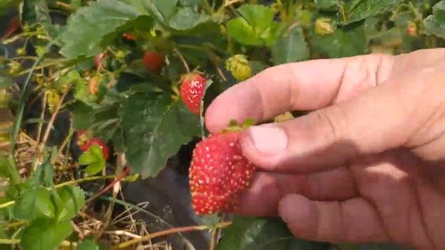 Купчиха плодоносит, ягодная Экоферма Купцовых. Лето 2021. смотреть онлайн