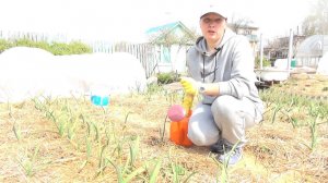 Чем подкормить  лук,  чеснок весной? Конечно, только натуральным удобрением.