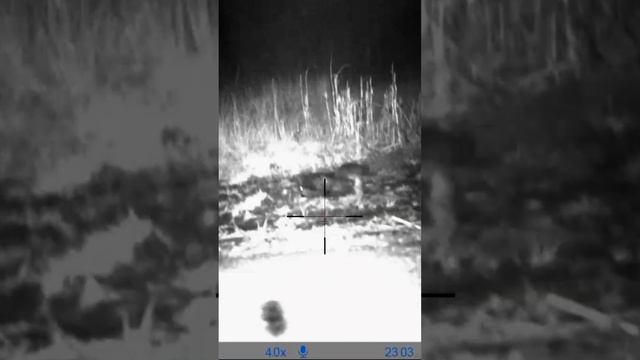 Упал на месте! Ночная охота на кабана в Беларуси смотреть онлайн