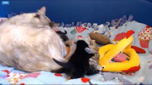 TinyCupcakes in: "I'M GONNA DIE!" смотреть онлайн