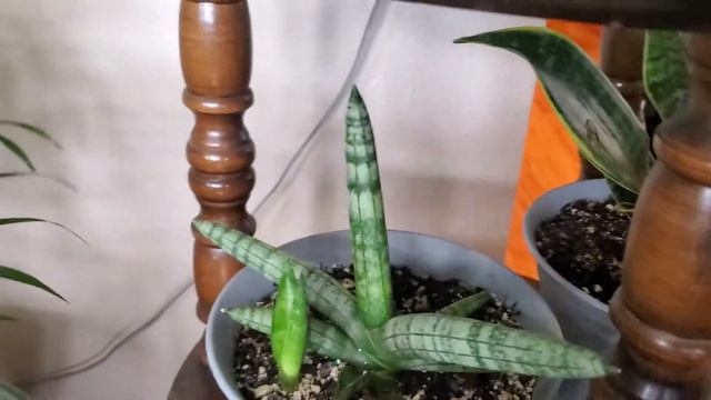 Houseplants Tour 2021... When Your A Plantita You Have To Learn The Name Of Your Plants..