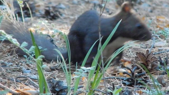 Тест камеры Nikon CoolPix L830 смотреть онлайн