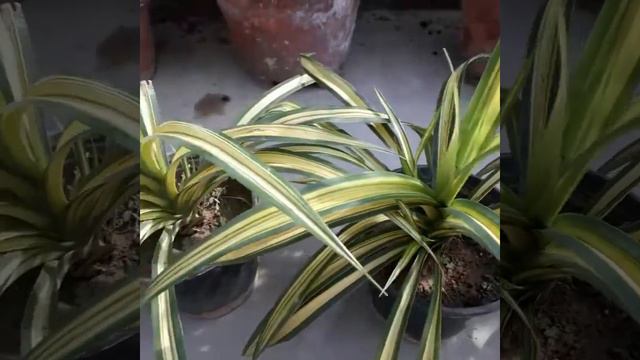Pandanus Variegated (golden)
