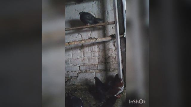 Николаевская птица. Башмаково Пензенская область. Евгений тел. +79623997558 смотреть онлайн