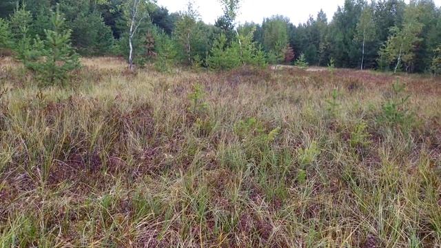 Сбор клюквы на болоте смотреть онлайн