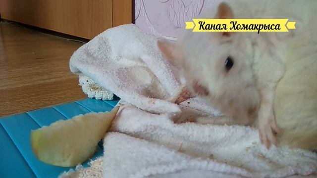 УМИРАЮЩАЯ КРЫСА Старая крыса Барбосик Старость крыс Видео про крыс КРЫСЫ ВИДЕО КАНАЛ ПРО ЖИВОТНЫ смотреть онлайн