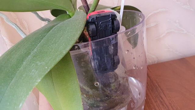 орхидея Дикий кот 🐆 смотреть онлайн