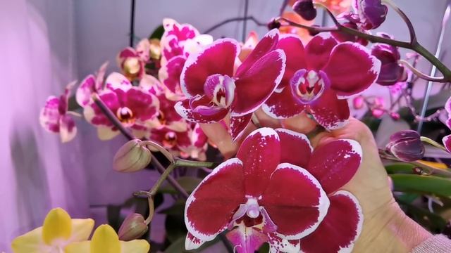 Орхидея Дикий кот, Виктория фонтана, Каменная роза, Интрига, Морковный пирог, Амадора... смотреть онлайн