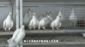 Голуби России. Московская чайка белая. Орловский турман белый.