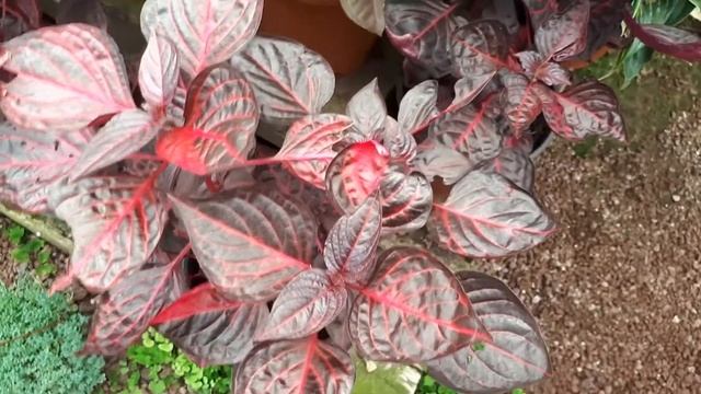 Iresine plant - grow and care смотреть онлайн