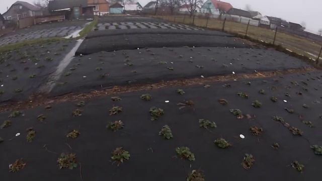 Полуниця/Вирощування полуниці/Полуниця під агроволокном/Чорне агроволокно/Клубника под агроволокном смотреть онлайн