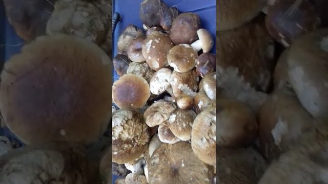 Опасные Грибы в Украине!!! смотреть онлайн