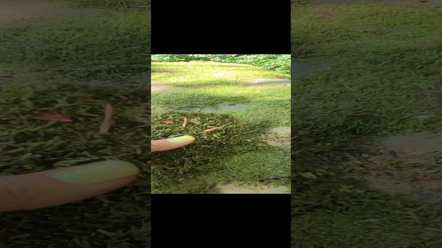 Волшебный мох для программных свеч смотреть онлайн