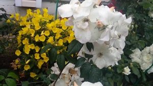 Роза ?Салли Холмс