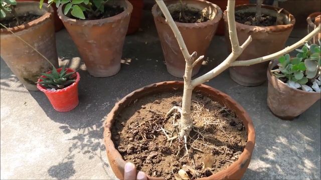 Hibiscus mutabilis ll स्थल कमल ll How to Care for Confederate Rose Plants.[TERRACE GARDEN] смотреть онлайн