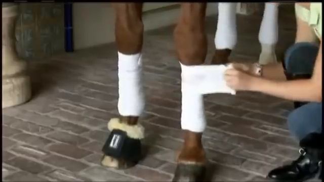 Защита ног спротивных лошадей смотреть онлайн