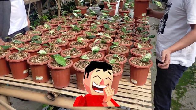 Funny moment during a review of the scindapsus ornamental plant Marble Queen смотреть онлайн