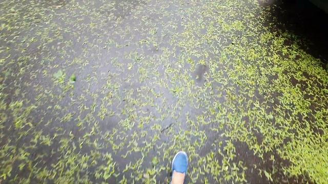 Неугомонные гости. Мамины подарки. Здоровая Москва. Дача встретила сюрпризом смотреть онлайн