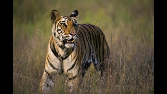 Звуки или как говорят животные Африки для детей смотреть онлайн