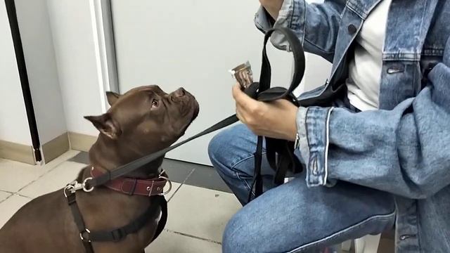 Анаконда, дай пять - получишь шоколадку) смотреть онлайн