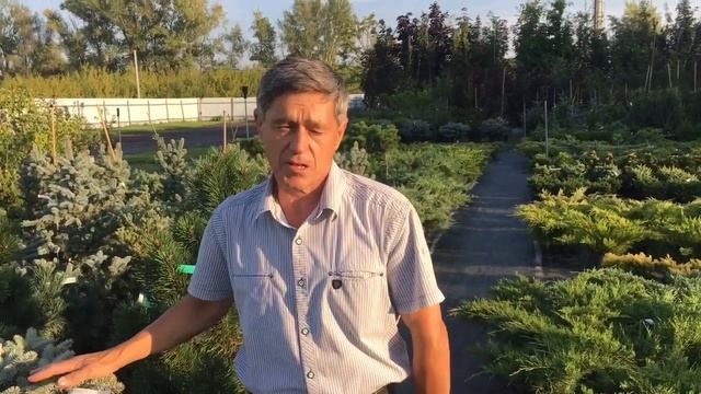 Вредители хвойных деревьев смотреть онлайн