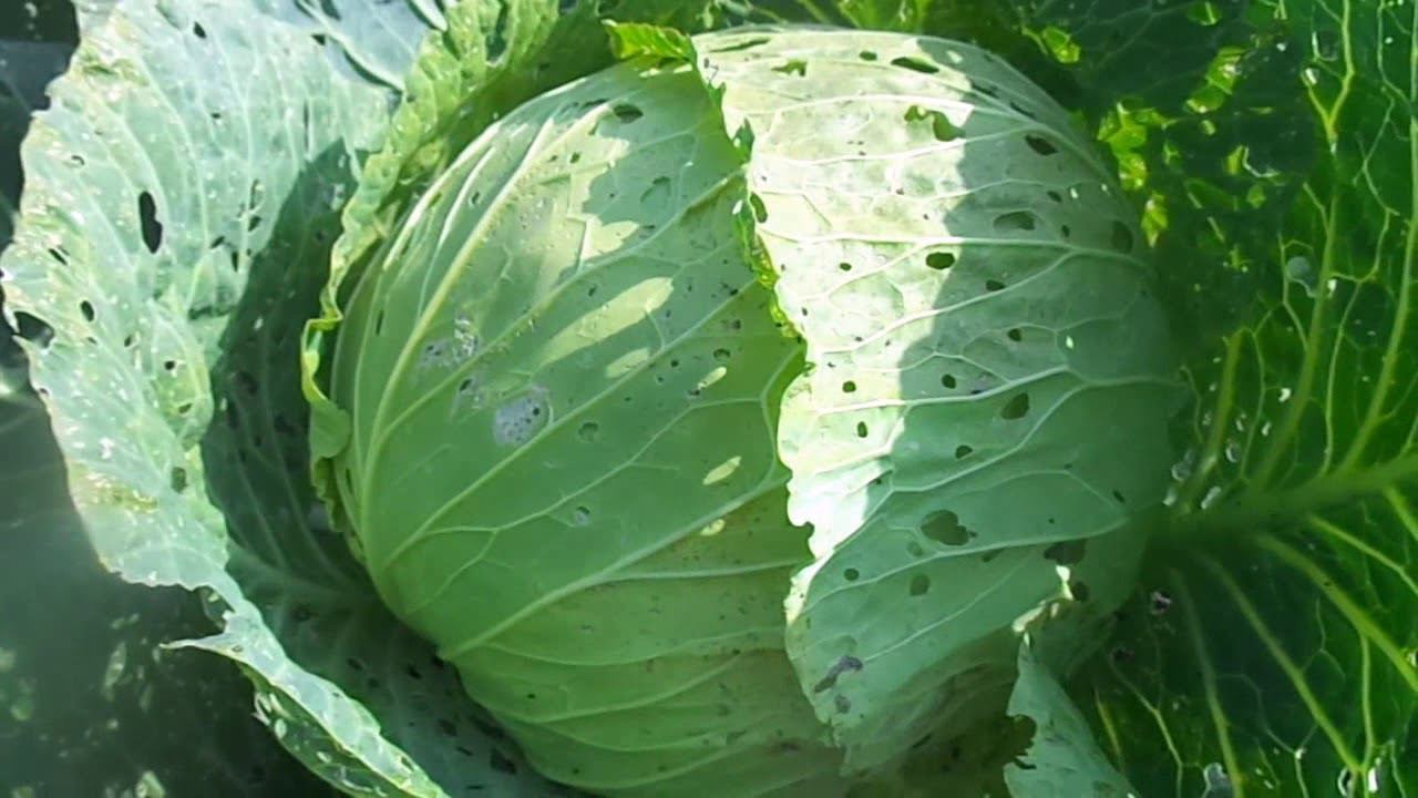 Капуста Мегатон, Ринда и Валентина - Выращивание Без Химии Самых Вкусных и Урожайных Сортов. смотреть онлайн