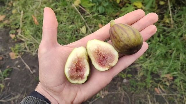 Інжир сотру "Рандіно", основний урожай (другий) смотреть онлайн