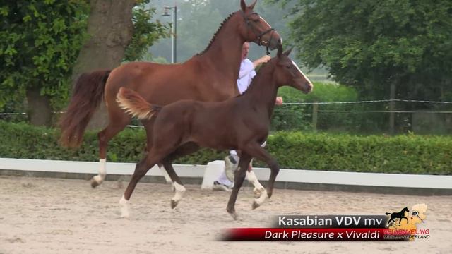 19 - Kasabian VDV mv - Dark Pleasure x Vivaldi смотреть онлайн
