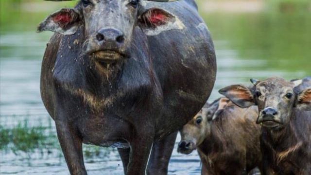 Звуки буйвола # Buffalo Sound