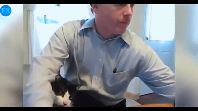 Кошачий массаж смотреть онлайн